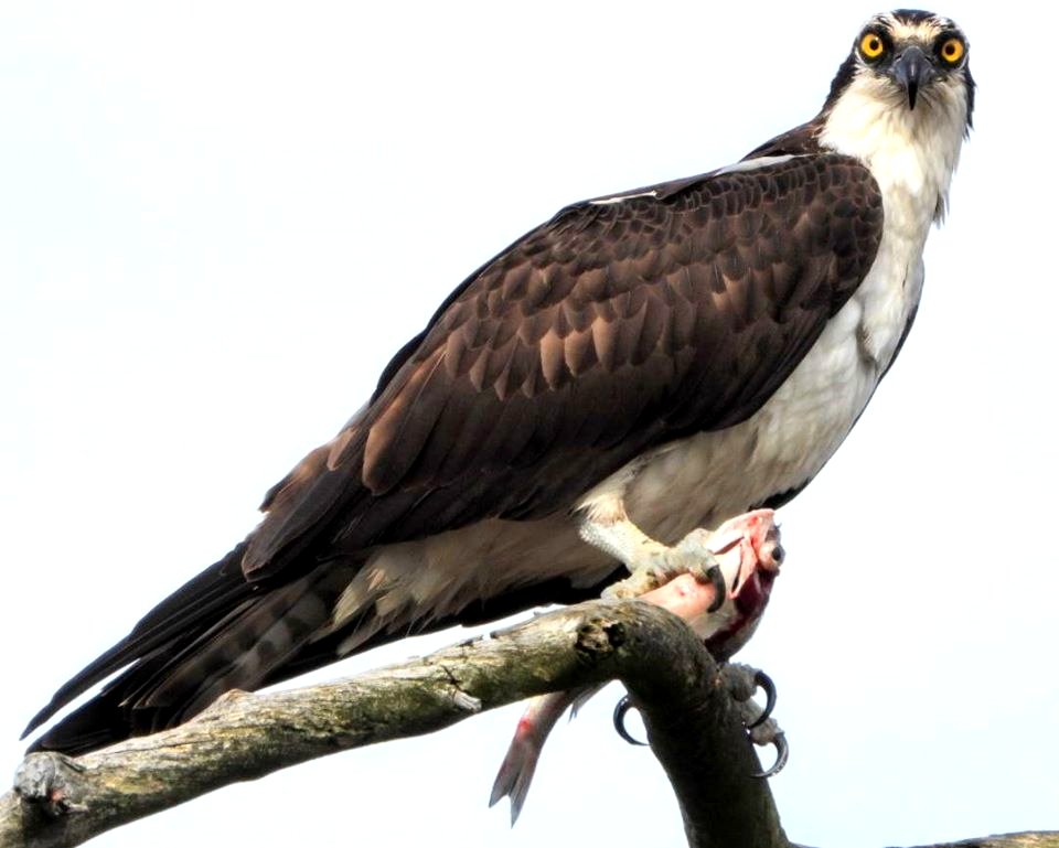 Osprey with fish
