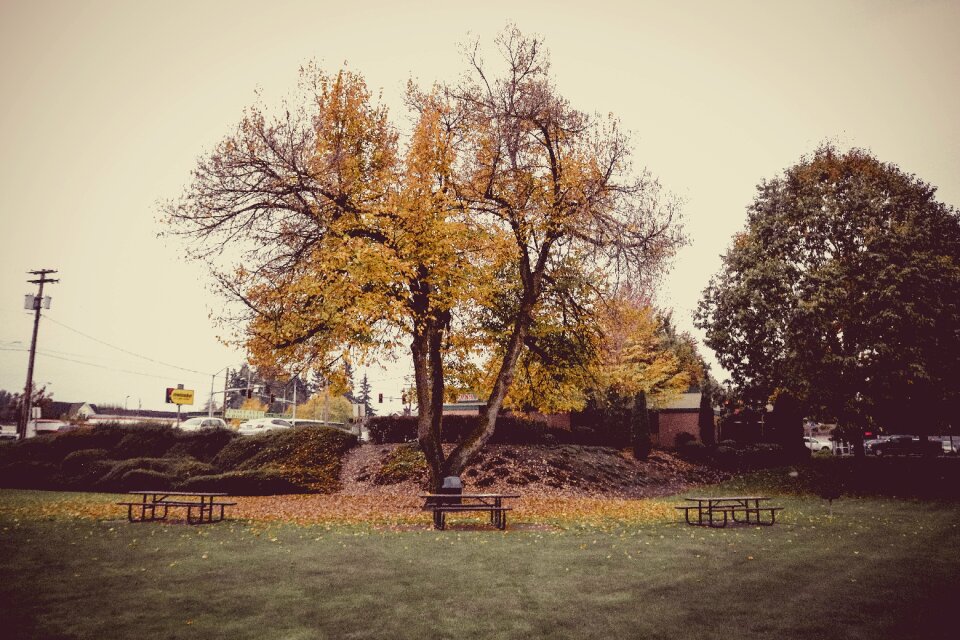 Park trees grass