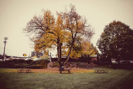 Park trees grass
