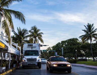 Dawn street palms