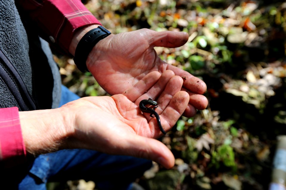 Holding the salamander