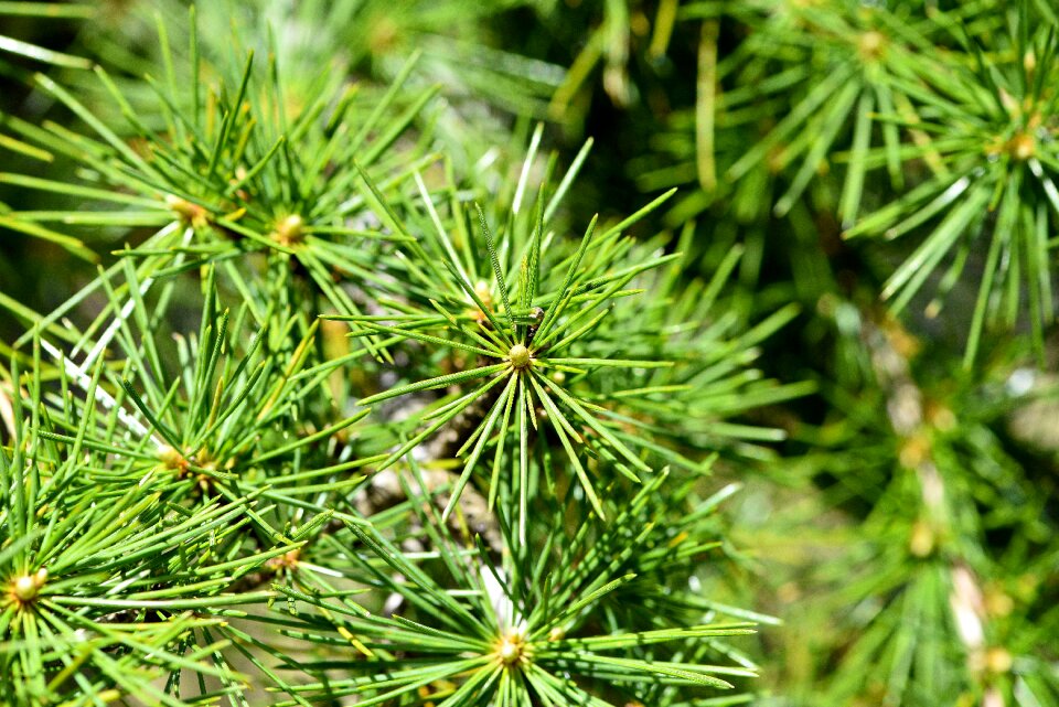 Green needles conifer