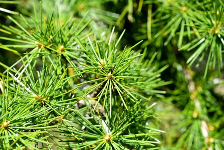 Green needles conifer photo