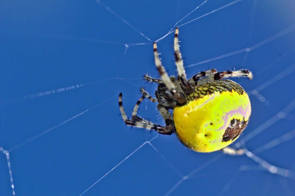 araignée jaune yellow spider