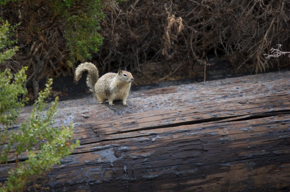 California nature wilderness
