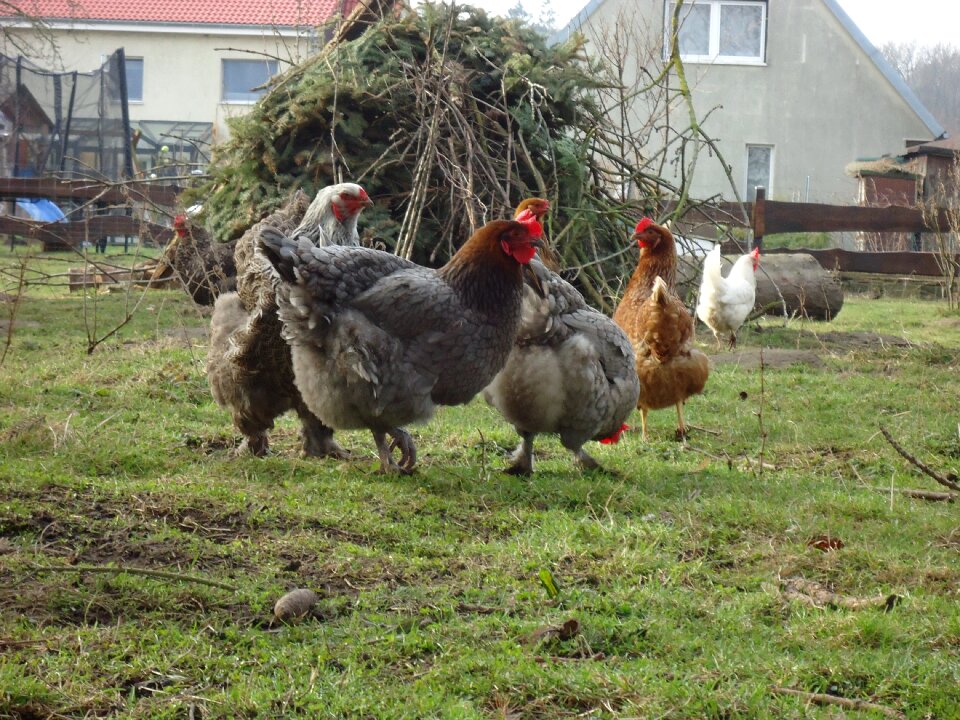Feather poultry agriculture
