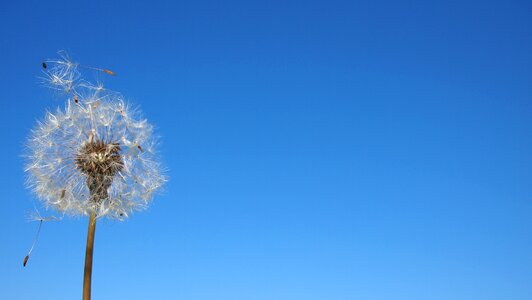 Plant flower blue sky