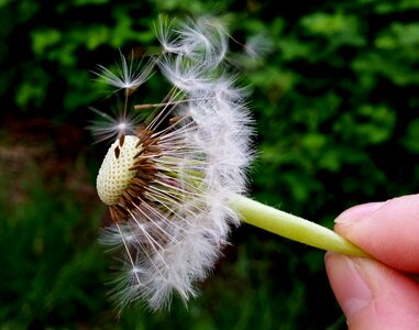 Nature blow plant