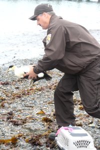 Preparing for release