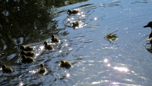 ducklings