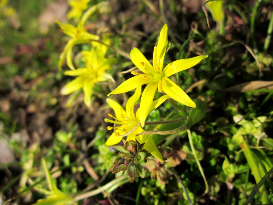 Flora botany species