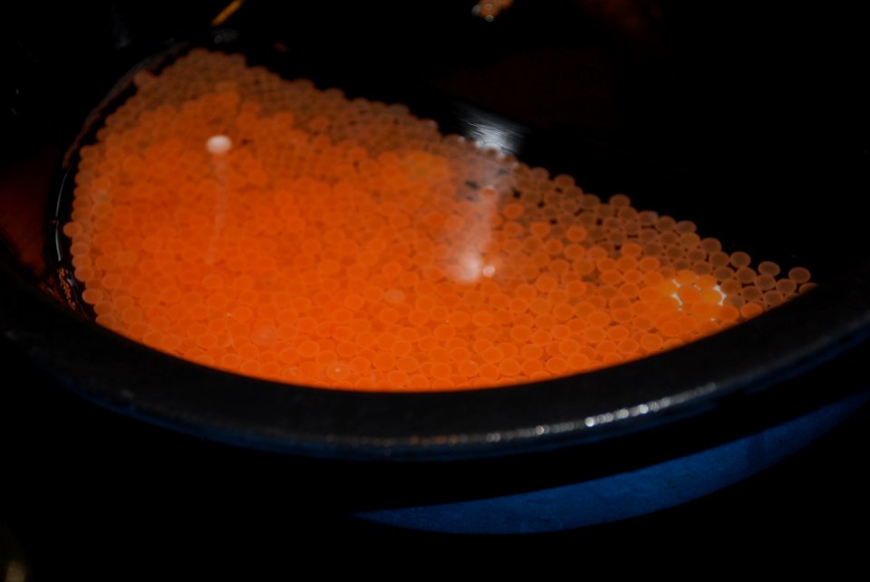 Atlantic salmon eggs