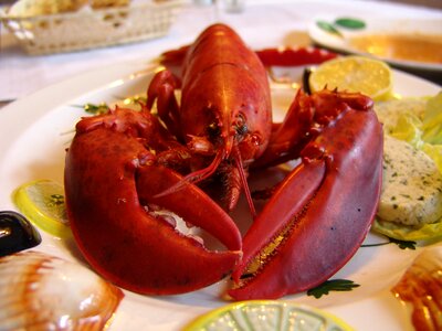 Lobster eat gourmet photo