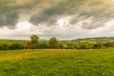 Stormy dandelion meadow