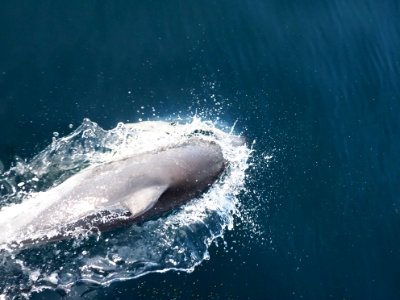 Shark or dolphin?