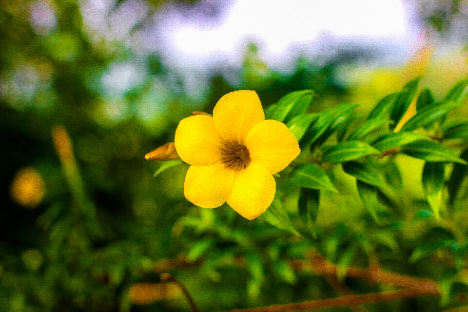Nature roses garden