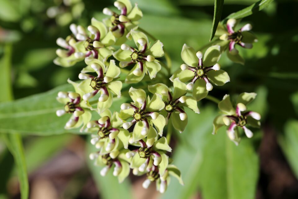 Flowers asclepias green antelopehorn