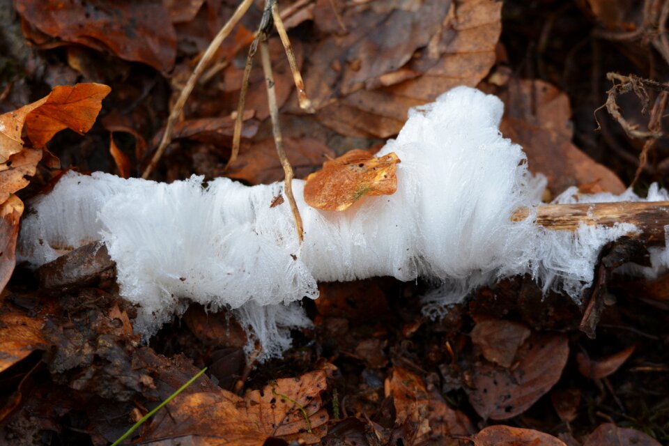 Haarijs mold ice
