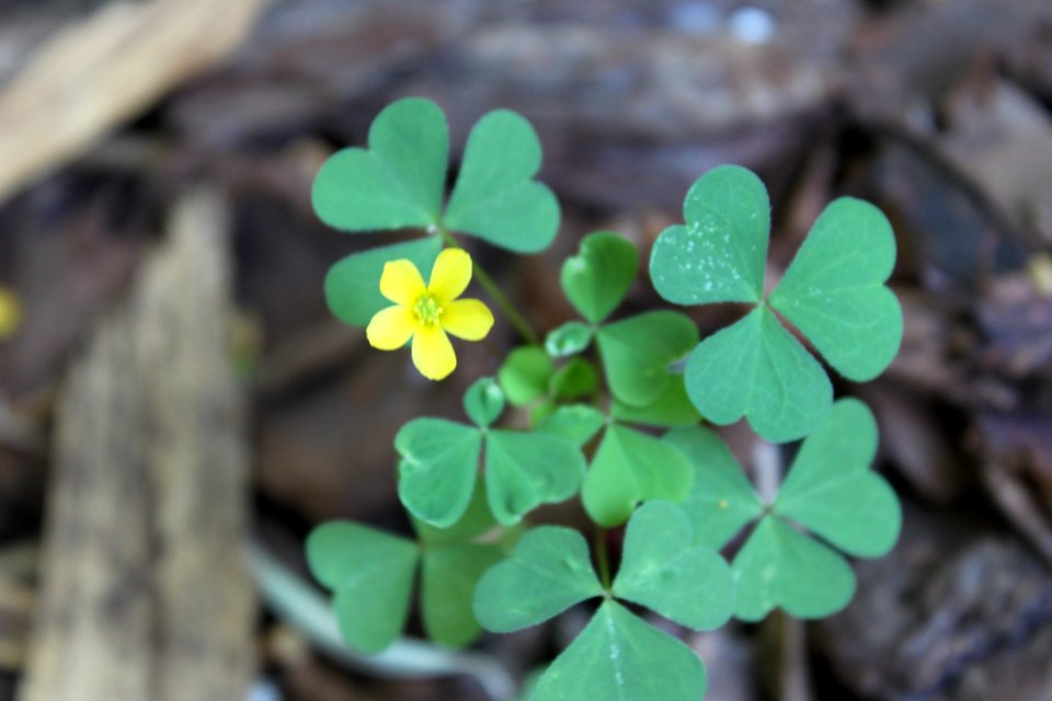 clover