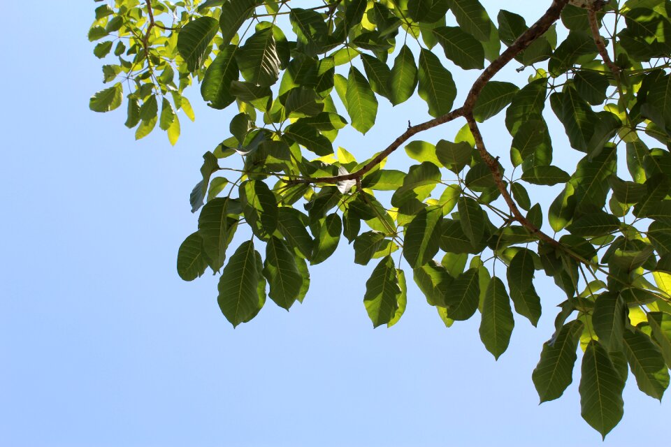 Green sky trees