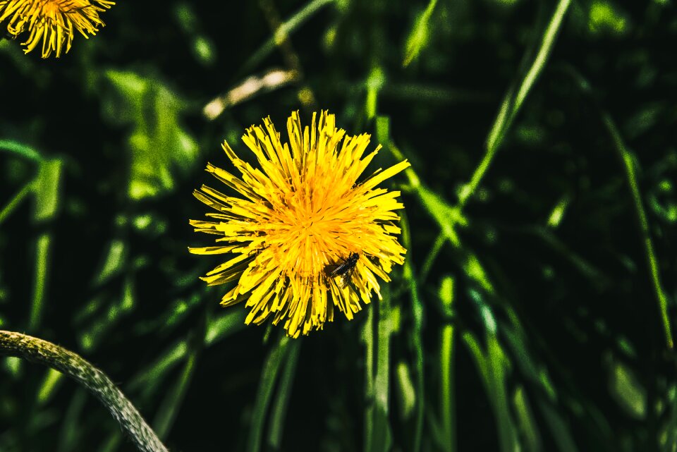 Flowers grass nature