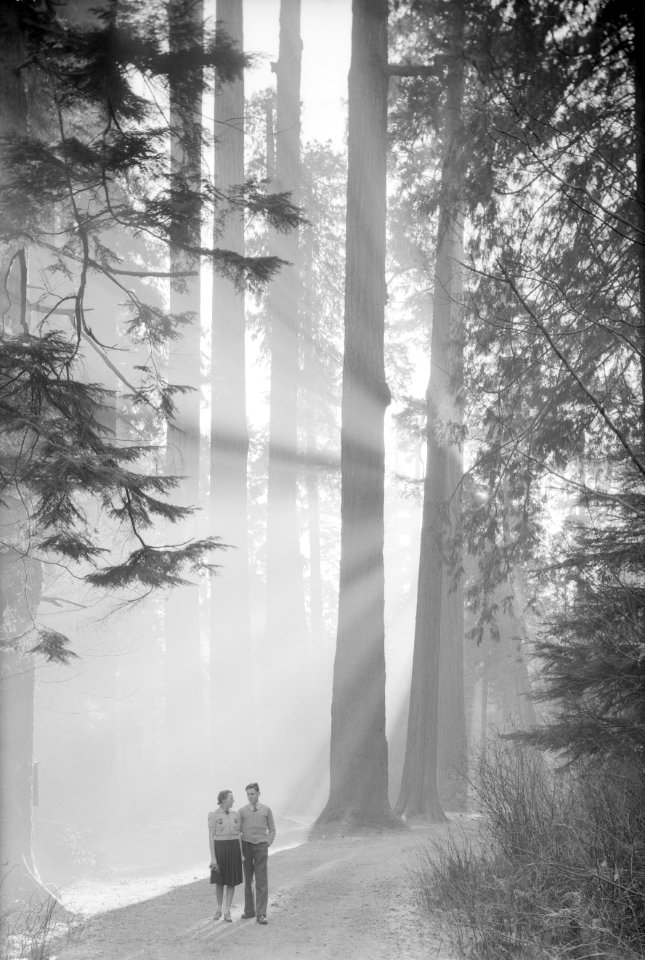 Seven Sisters, Stanley Park