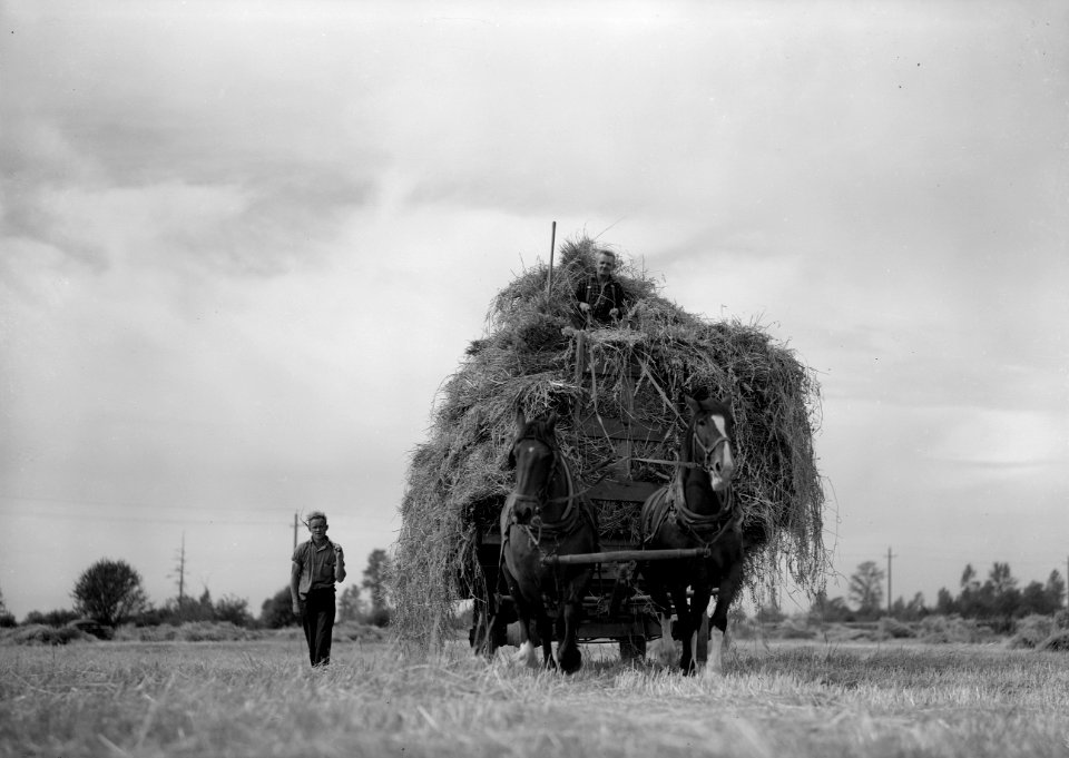 Agricultural harvesting backgrounds, loading racks and threshing