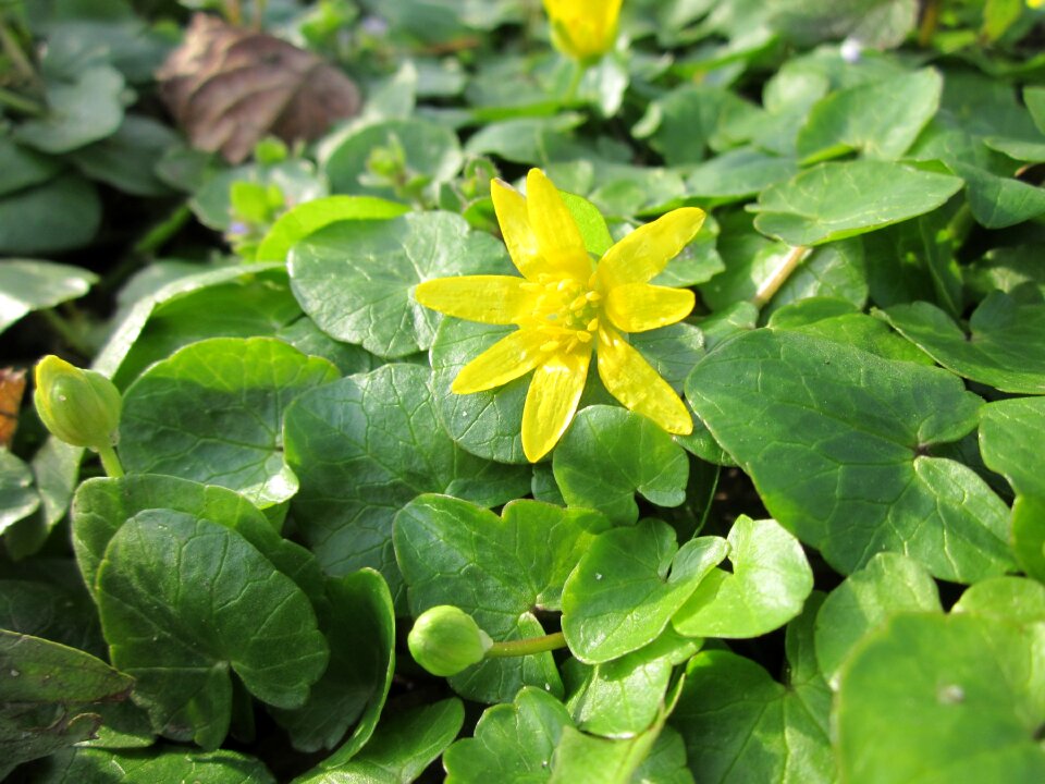 Flora botany species