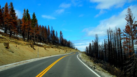 Spring Creek, burned woods