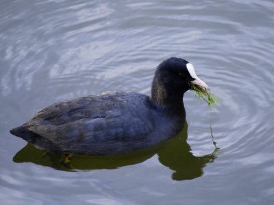 Eurasian Coot, Prague, Czechia