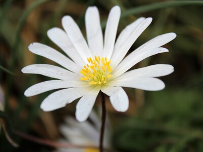 Bloom spring white