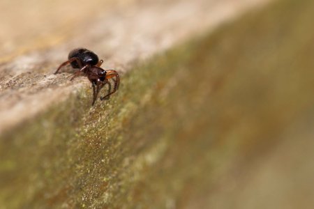 araignée au bord