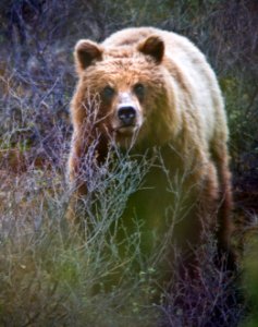 Bear in Bush photo