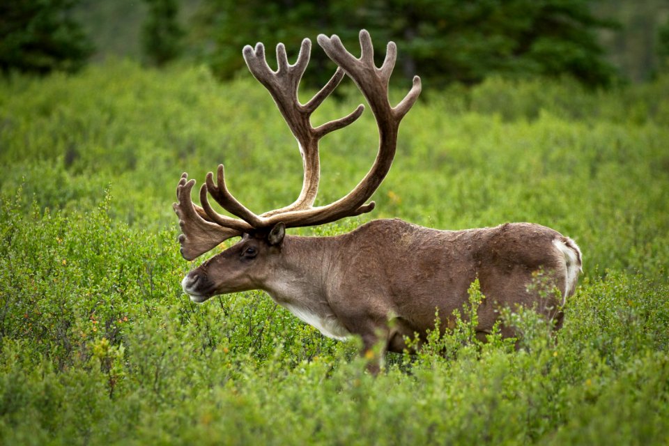 Profile of a Bull Caribou