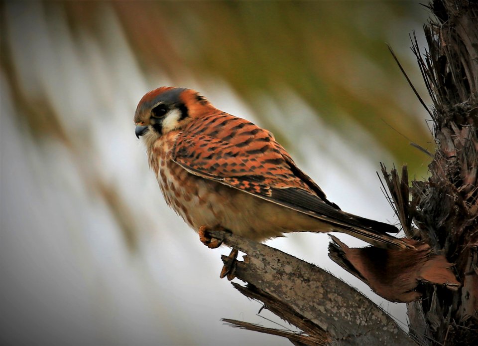 American Kestrel in Baja in Jan best  (10)