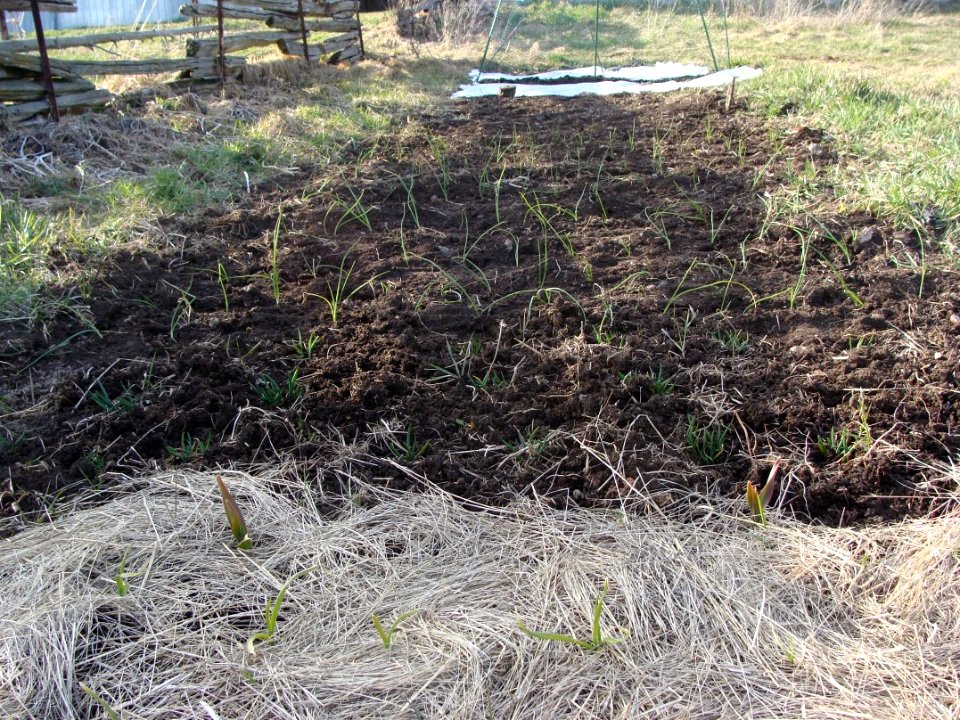 Long bed, April 14, 2009