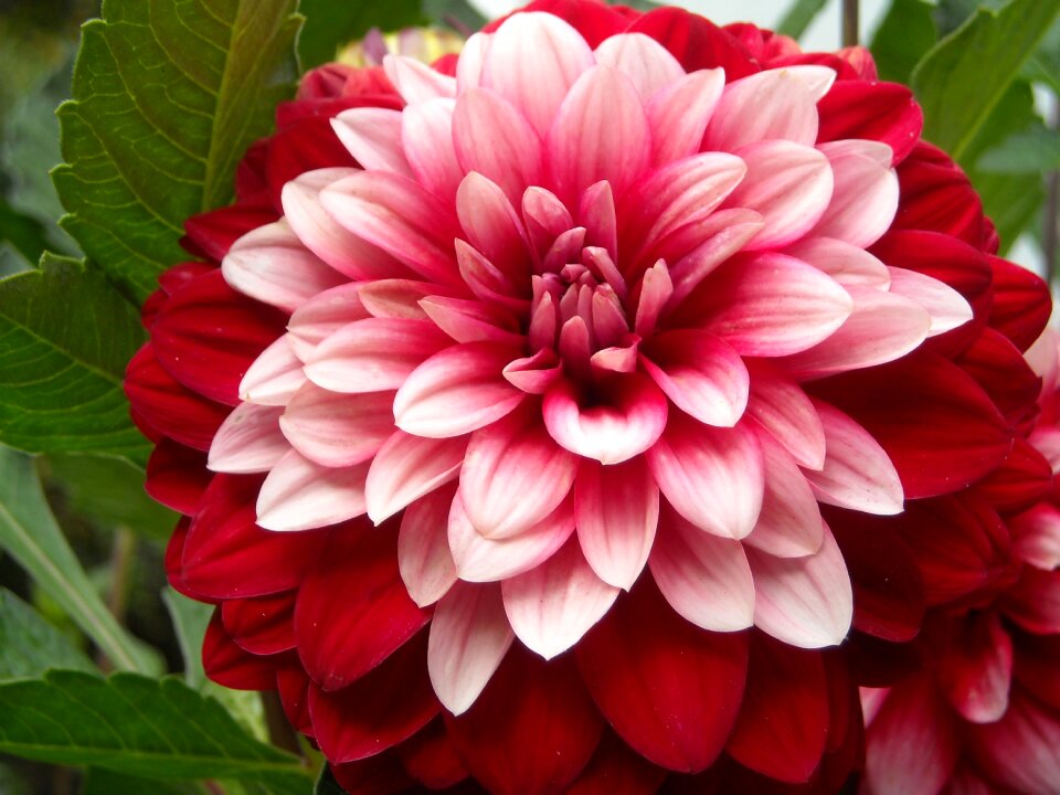 Petal nature blossom