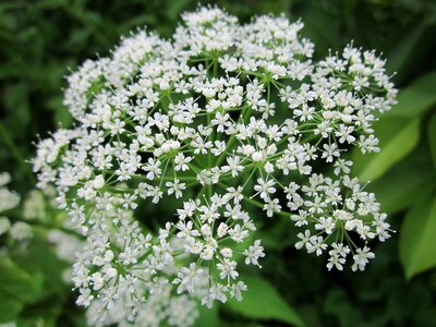 Bishop's weed goutweed snow-in-the-mountain