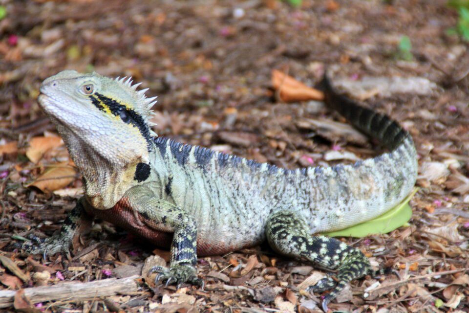 Zoo australia lizard
