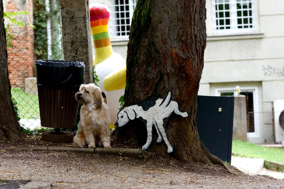 Decent dogs respect privacy.