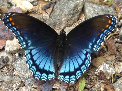 Colorful wing wildlife