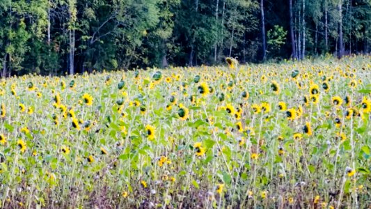 Field of yellow