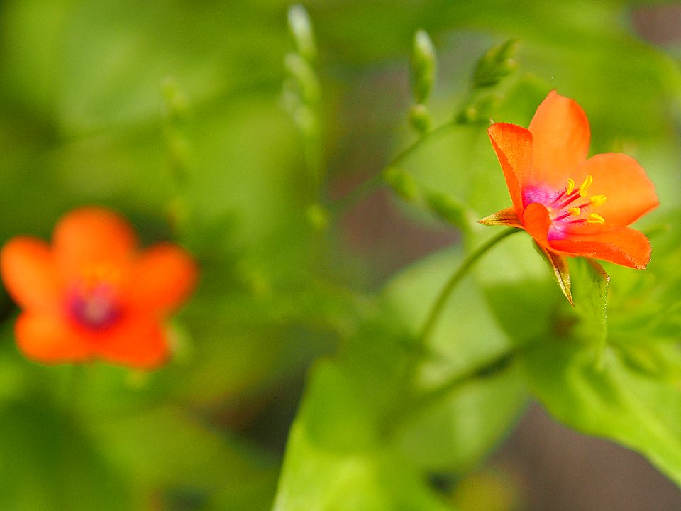 micro flora 12
