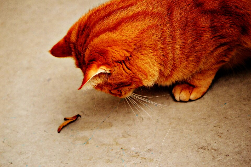 Mackerel tiger sweet