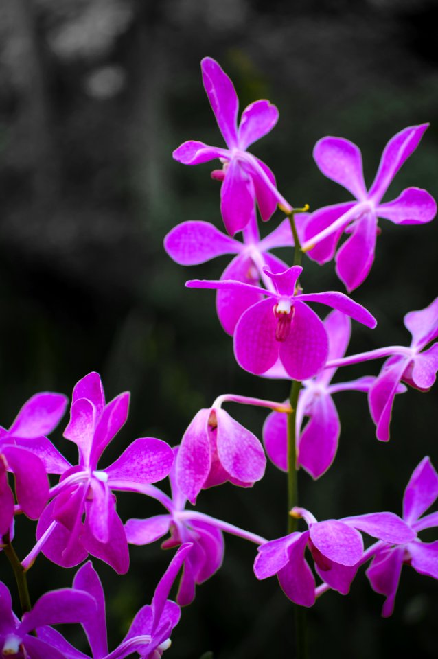 Orchids