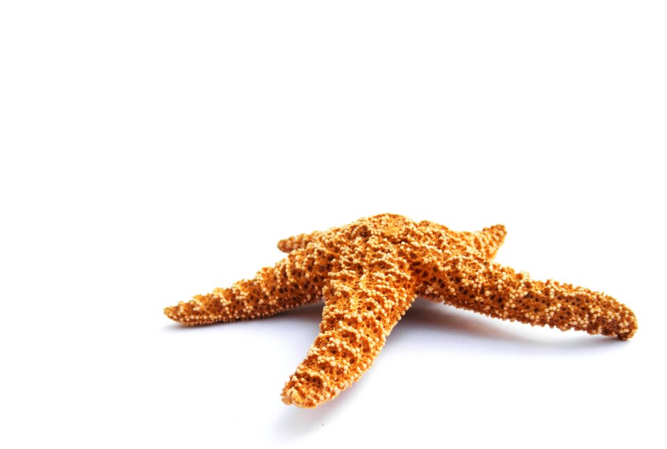 Dried decorative marine