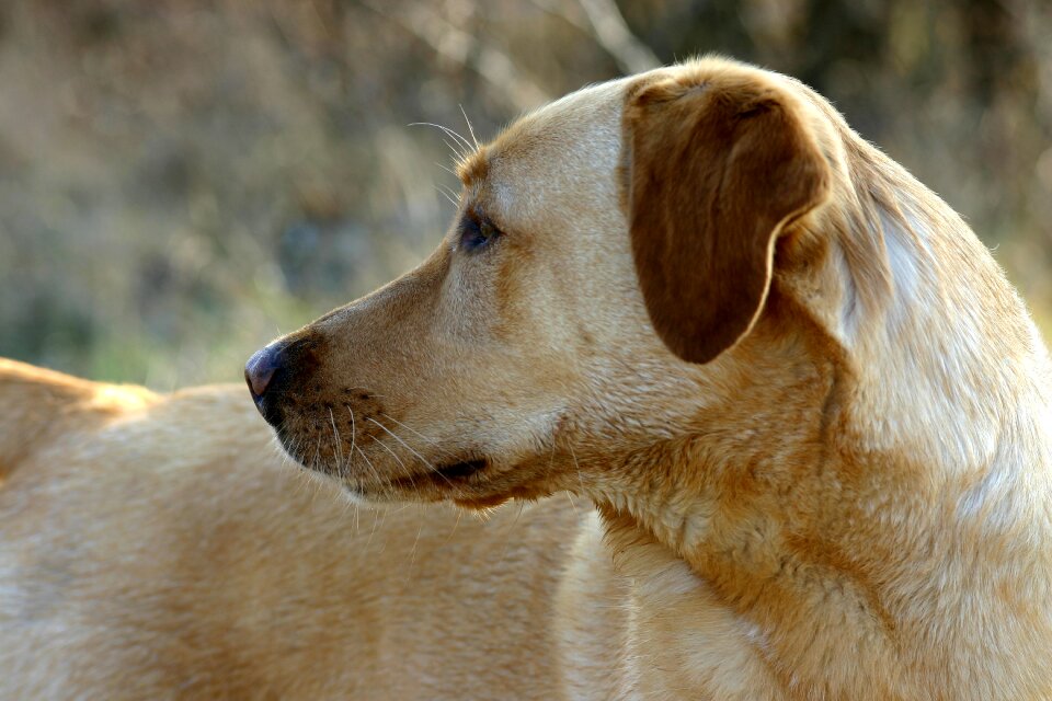 Bright coat head snout