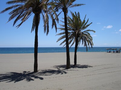Palm trees beach sea photo