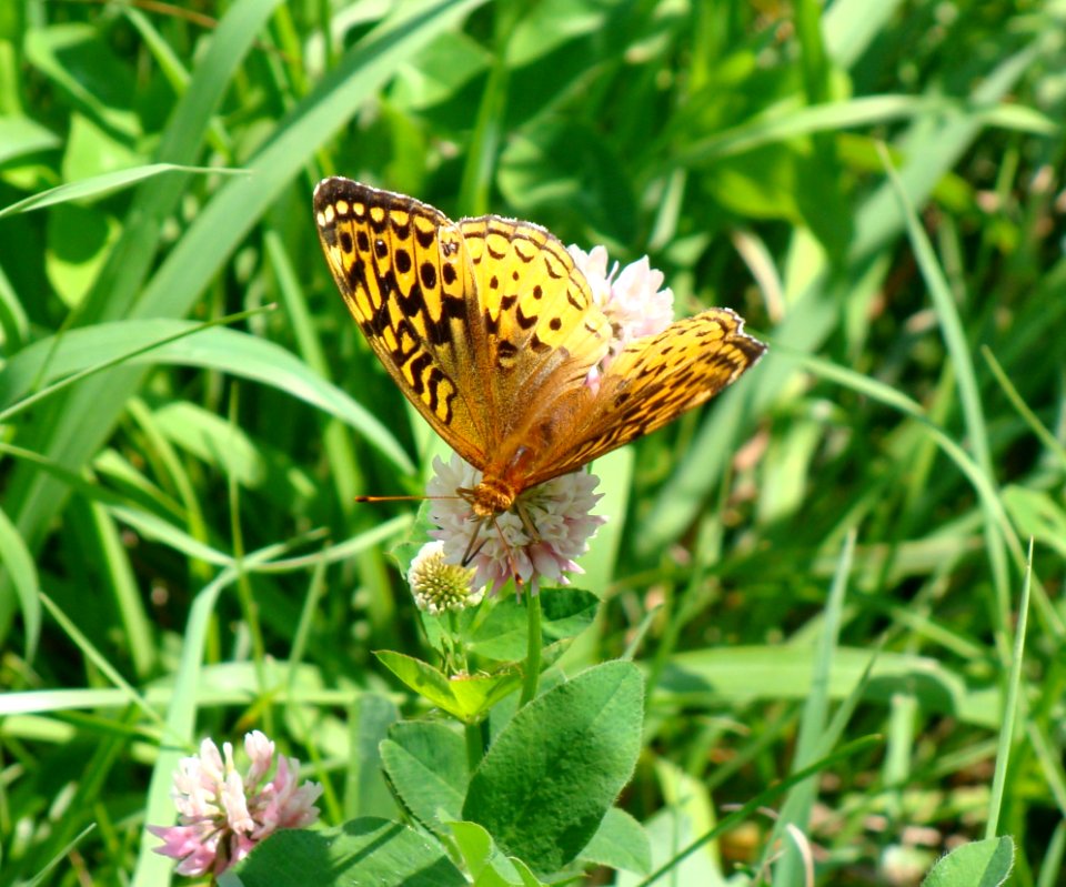 Great Spangled Fritillary