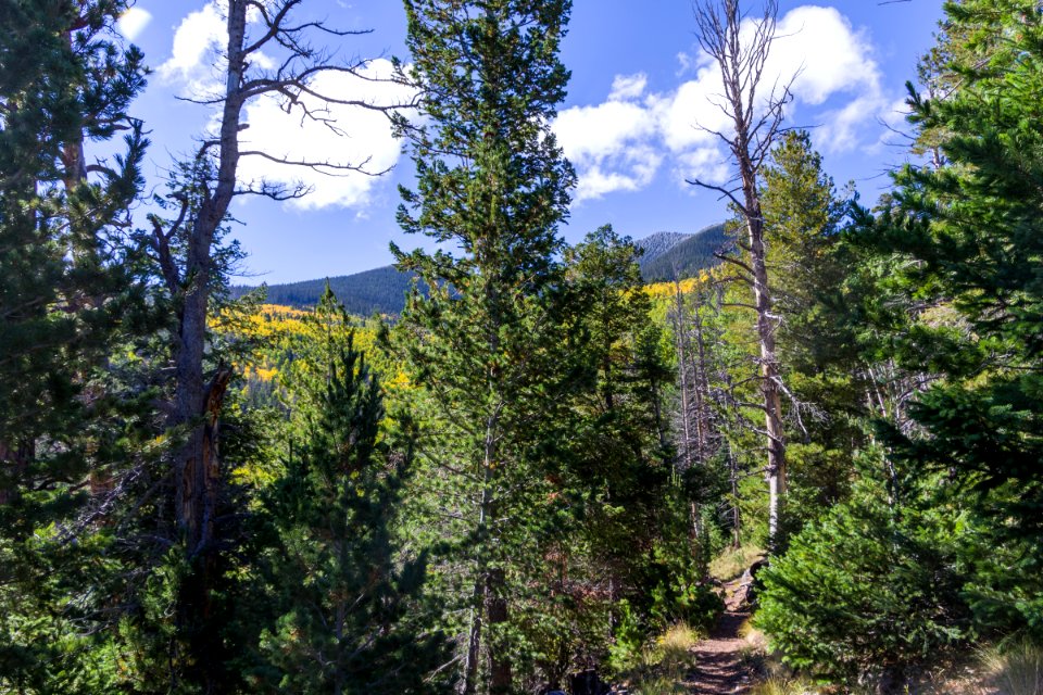 Bear Jaw Trail No. 26